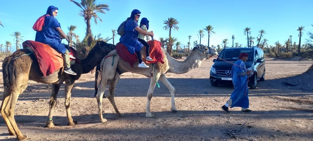 Camel ride and quad biking in Marrakech palm grove